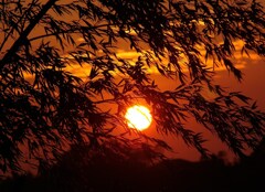 竹林の夕日