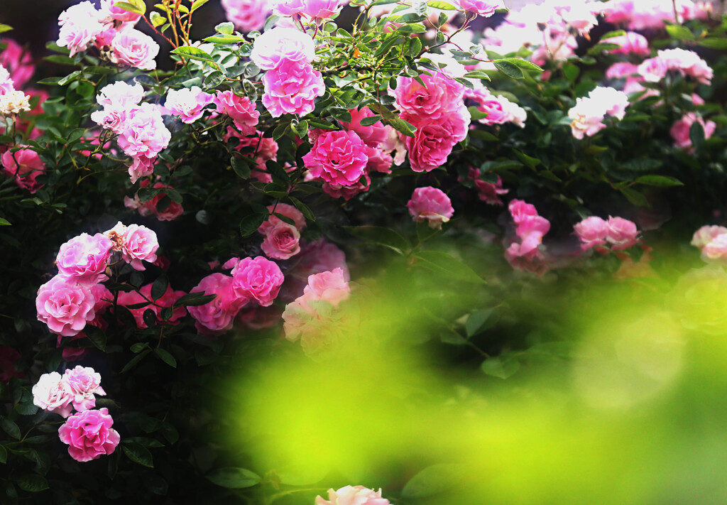 スプリングパル