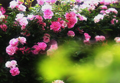 スプリングパル