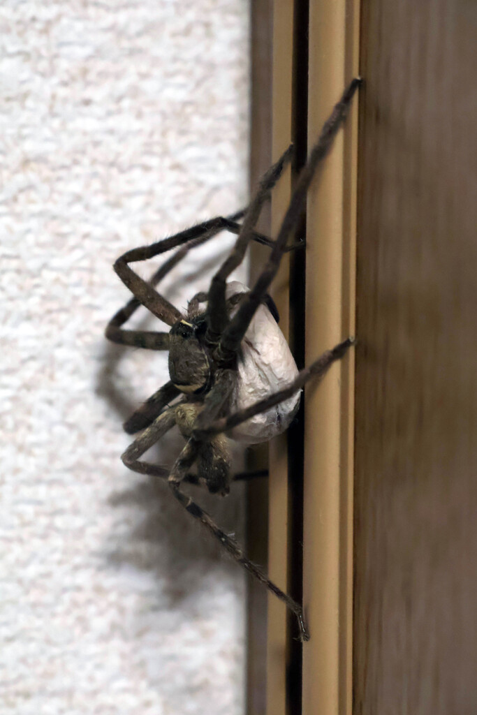 家クモが抱卵中