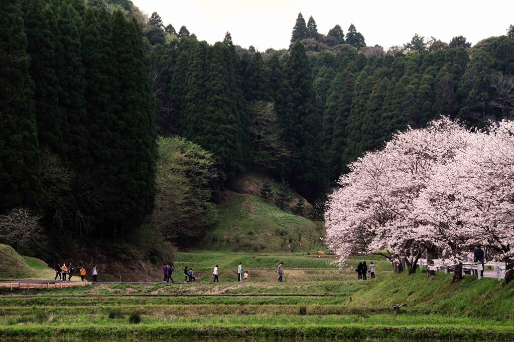 礼森桜街道２