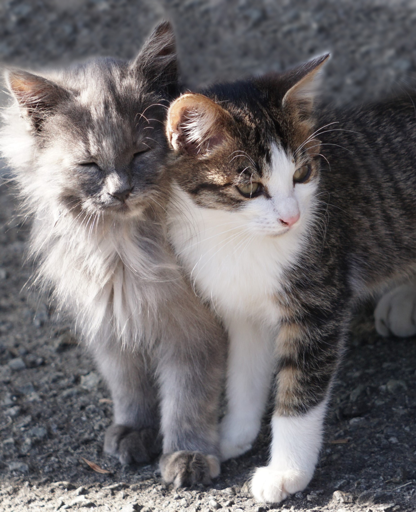 猫２