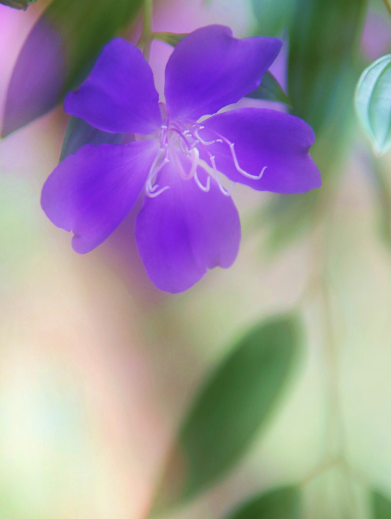 シコンノボタン