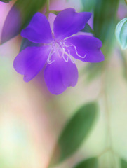 シコンノボタン