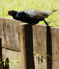 石垣を乗り越えました「よっこらしょ」