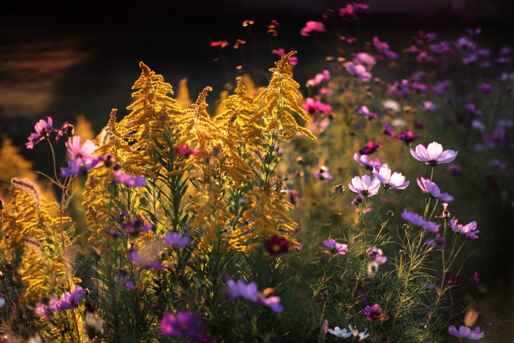 コスモス畑に誘われて