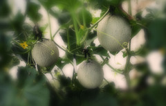 散歩でショット・・・マスクメロン