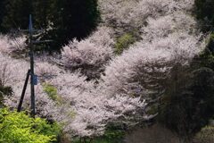 佐久間ダム･･･神代桜