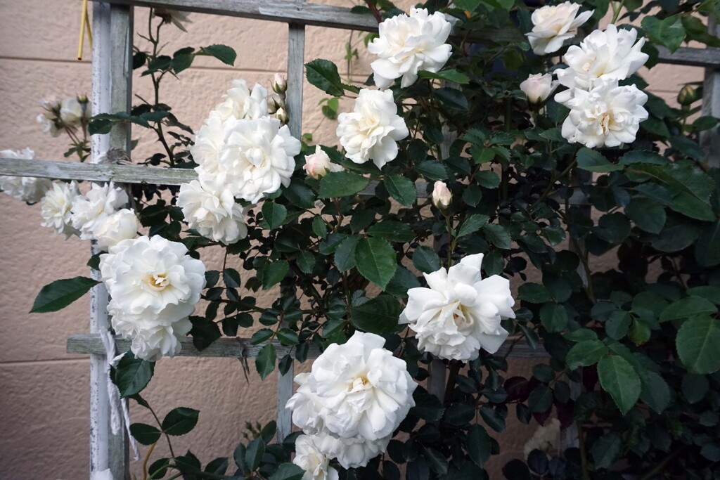 プロスペリティ