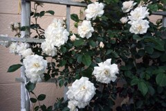 プロスペリティ