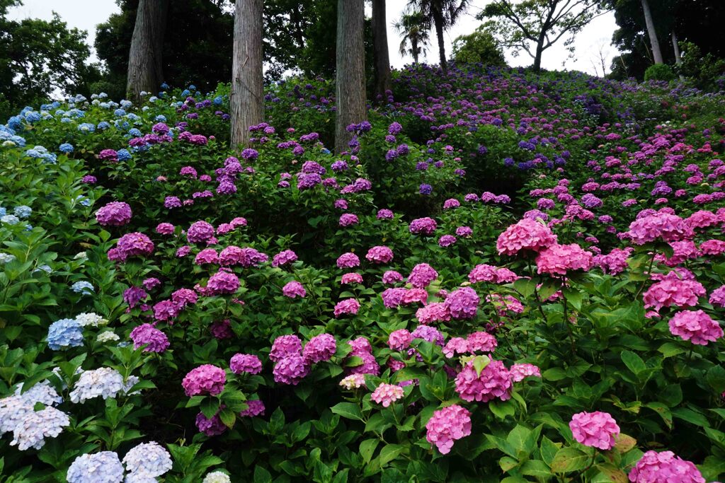 アジサイの山