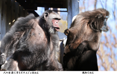人の女房に手を出すんじゃあねえ･･･おれ知らねえ