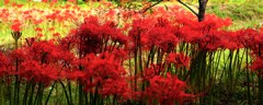 散歩でショット･･･彼岸花１