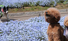 ボクの牙、恐いだろ・・・威嚇にならず(-_-;)