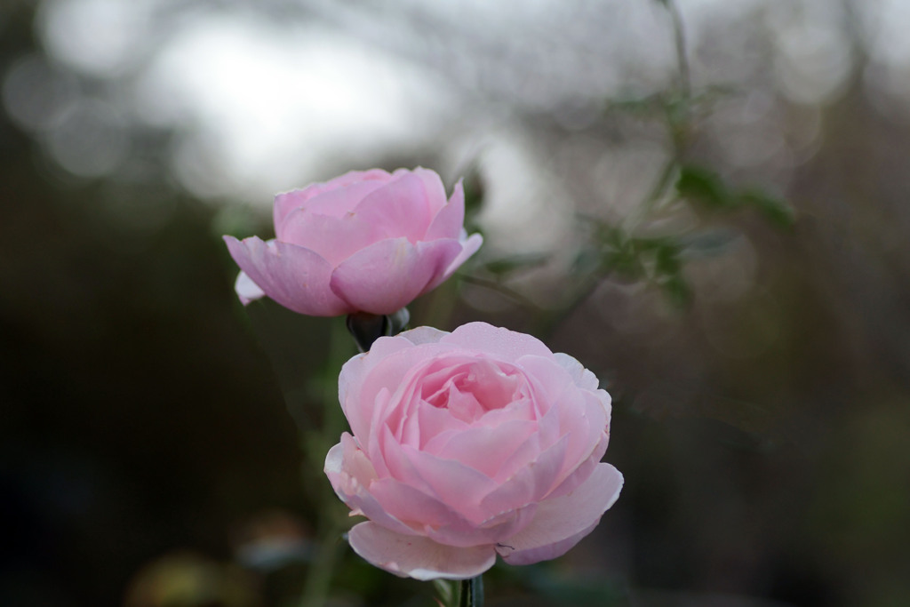 日の出を待つ、ヘリテージ