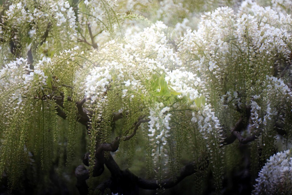 幽玄に咲く･･･足利フラワーパークにて
