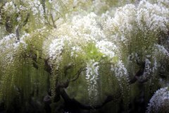 幽玄に咲く･･･足利フラワーパークにて