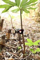 裏の竹藪で･･･マムシ草