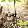 裏の竹藪で･･･マムシ草