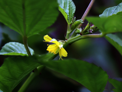 モロヘイヤの花