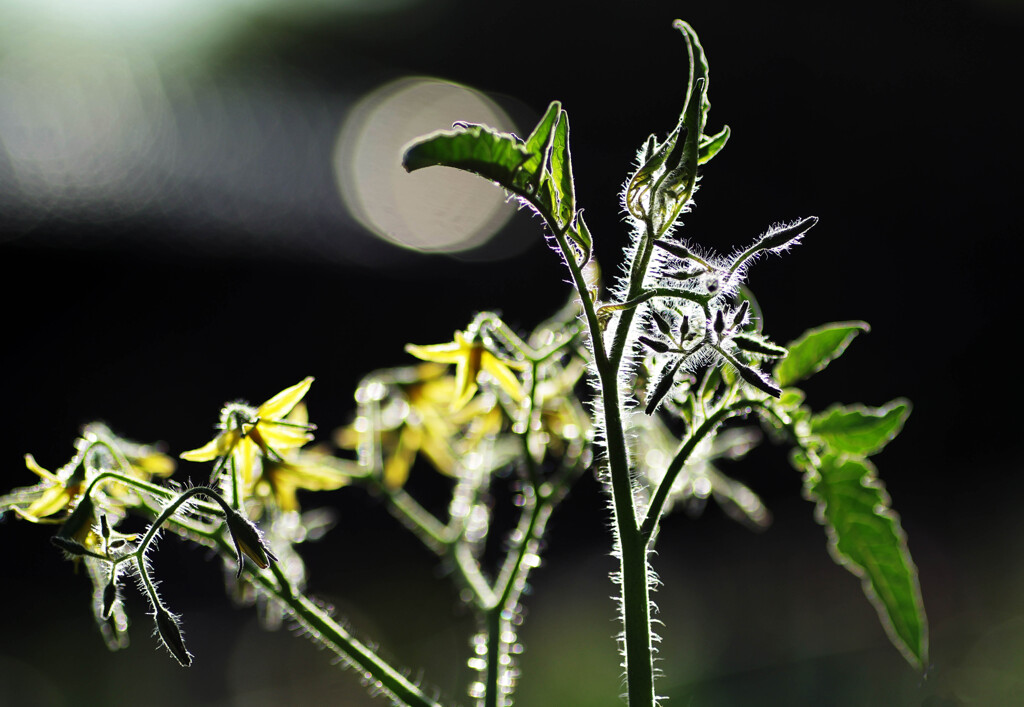 トマトの花２･･･産毛がキラキラ