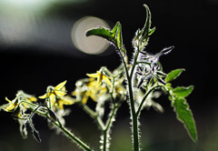 トマトの花２･･･産毛がキラキラ
