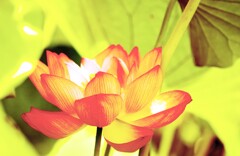 デザインハス２