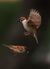 ホバーリングしながら餌を待つ