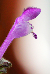 ホトケノザ２･･･うさぎ