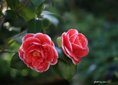 椿･･･玉之浦１