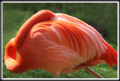 誰見ているの･･･ア・タ・シ？