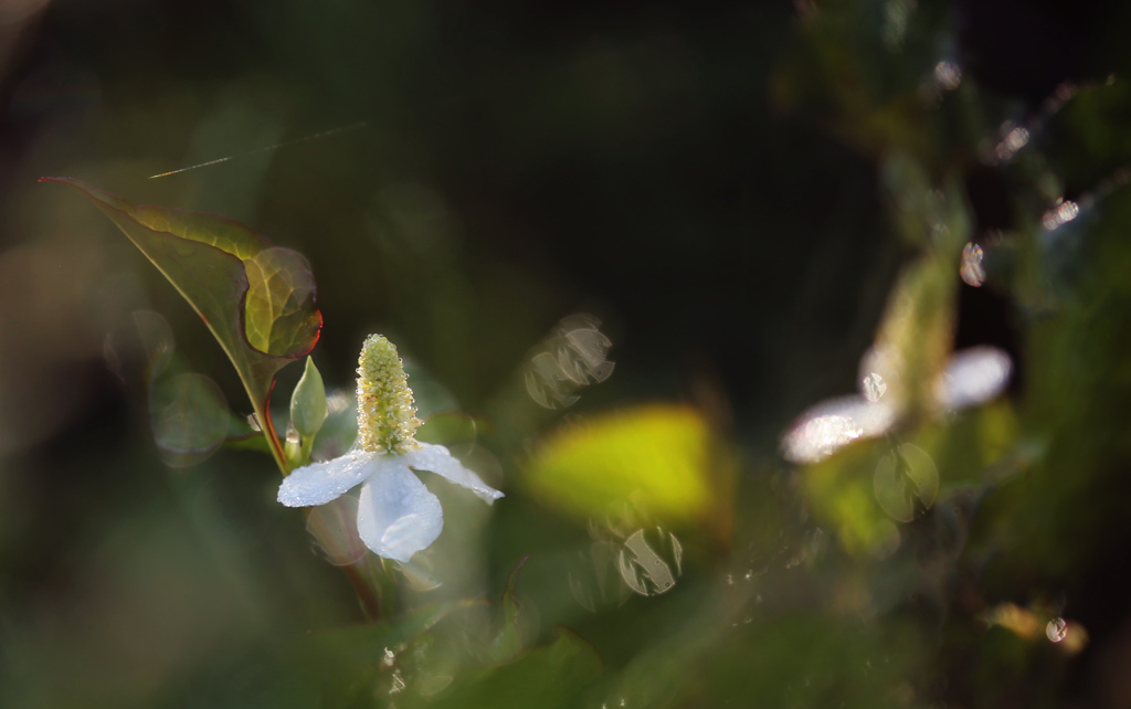 お茶にどうぞ・・・ドクダミ茶