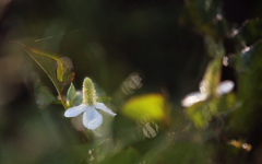 お茶にどうぞ・・・ドクダミ茶