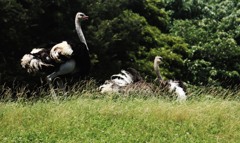 動物園寸写・・・草原に