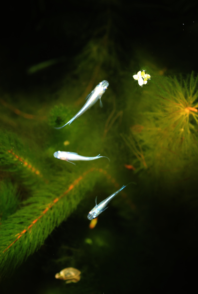 もうすぐ産卵･･･「みゆき」我が家のビオトープ