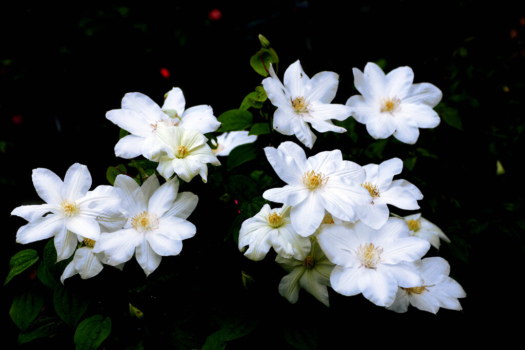 白い花・・・クレマティス