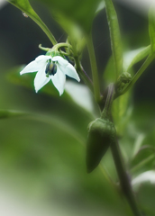 白い花４(ピーマン）