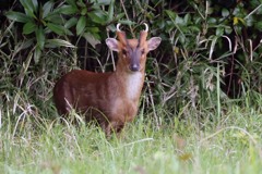 目が合った･･･キョン、家の前の草むらで