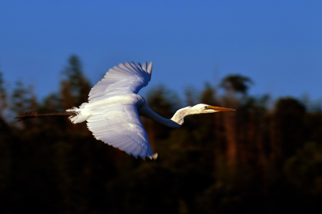 散歩でショット･･･サギ