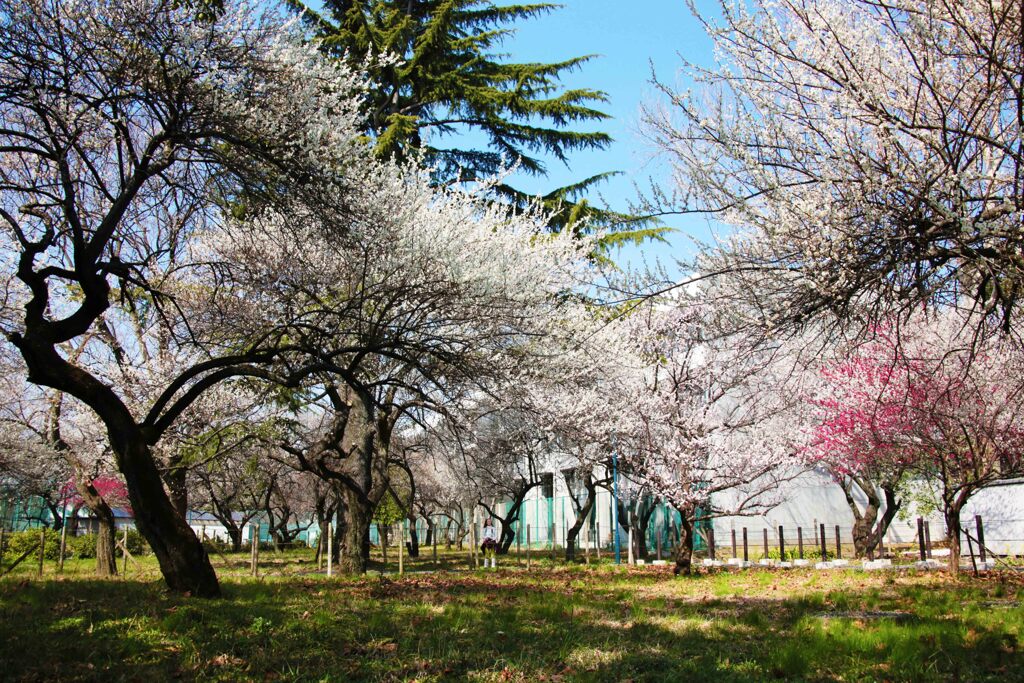 桜並木･･･東京大学駒場