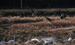 まがんもやってきた