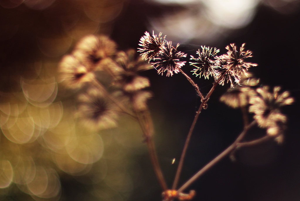 冬の線香花火･･･オールドレンズにて