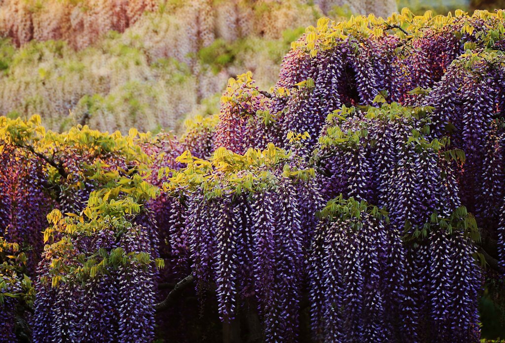 夕日を浴びて･･･足利フラワーパークにて