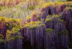 夕日を浴びて･･･足利フラワーパークにて