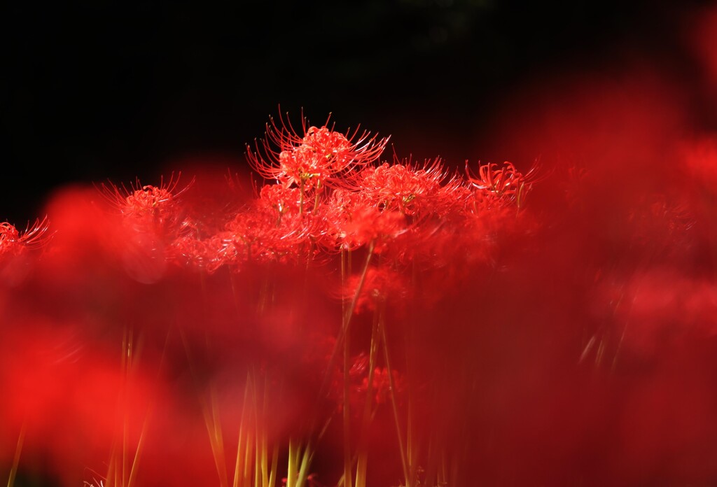 彼岸花