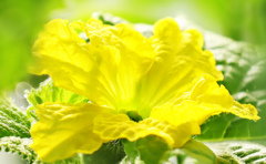 メロンの花