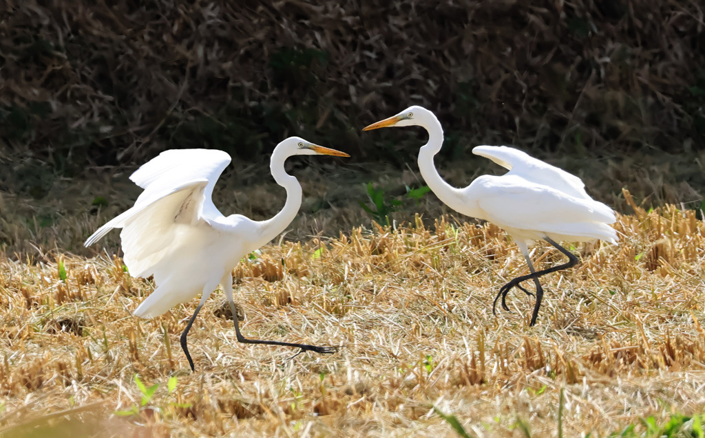 ご挨拶･･･よっ、餌はとれましたか
