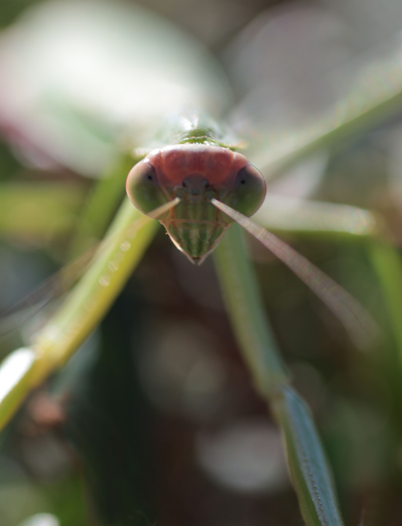 にらめっこしましょ