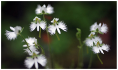 撮りたて新鮮サギソウ1（今撮った）