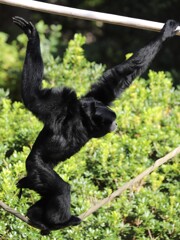 命綱がないと渡れない